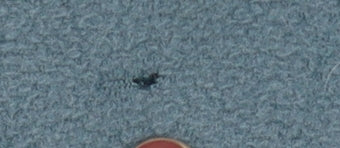 Regatta Men's L Blue Fleece Outdoor Jacket